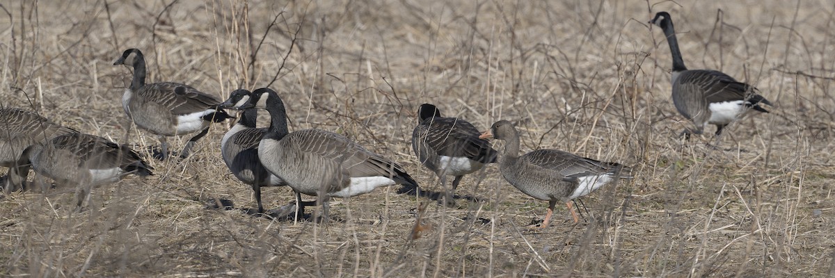 マガン - ML646795041