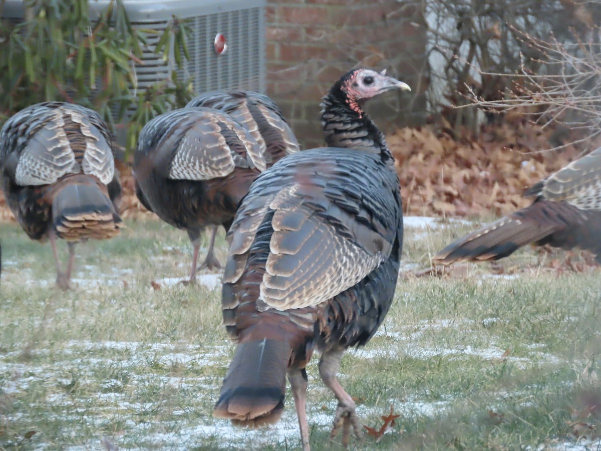 シチメンチョウ - ML646795045