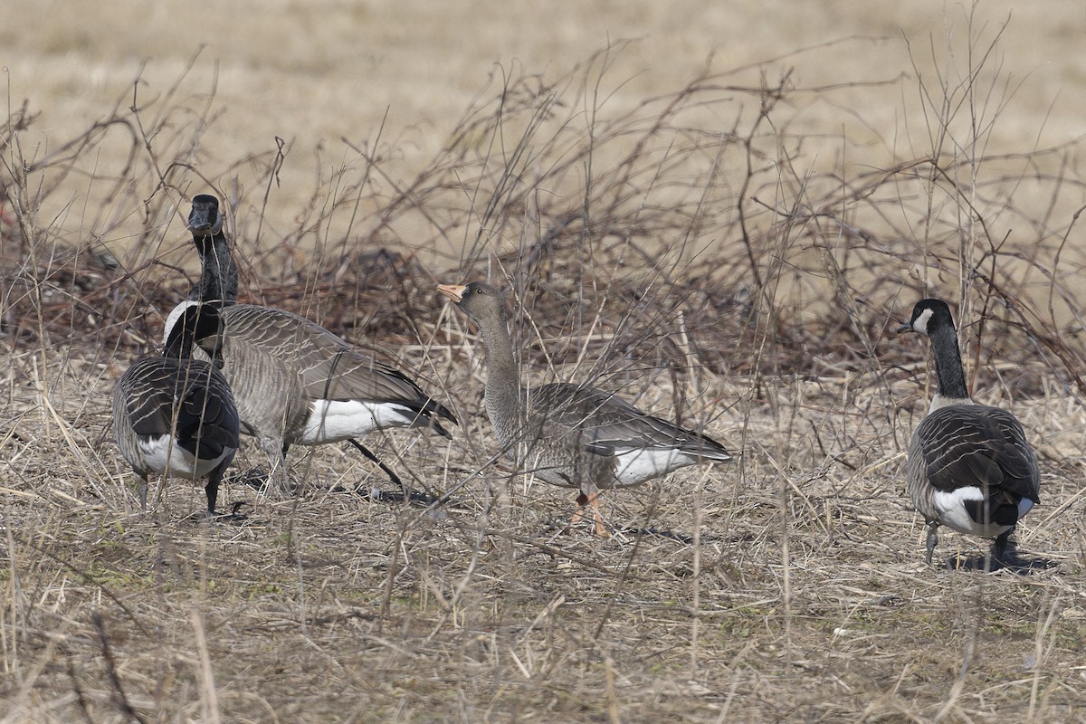 マガン - ML646795046