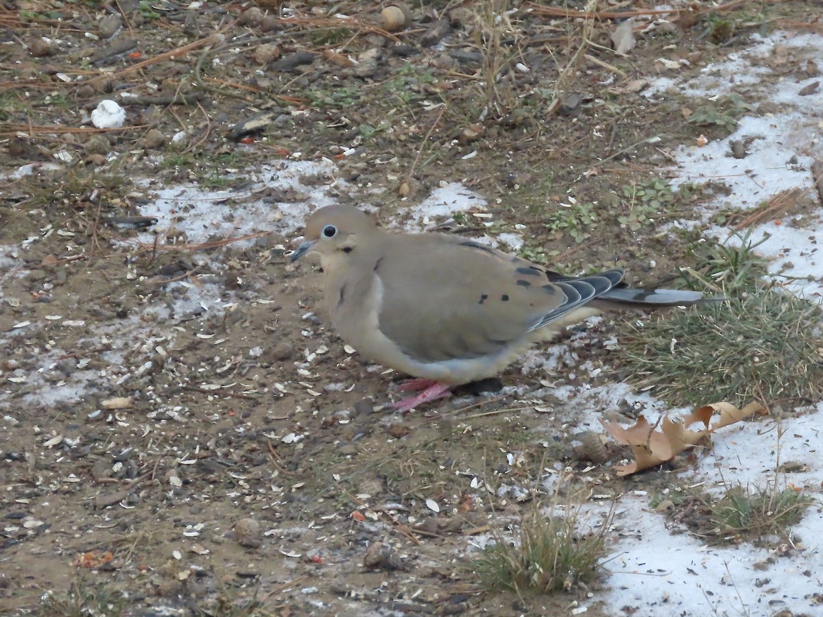 Mourning Dove - ML646795049