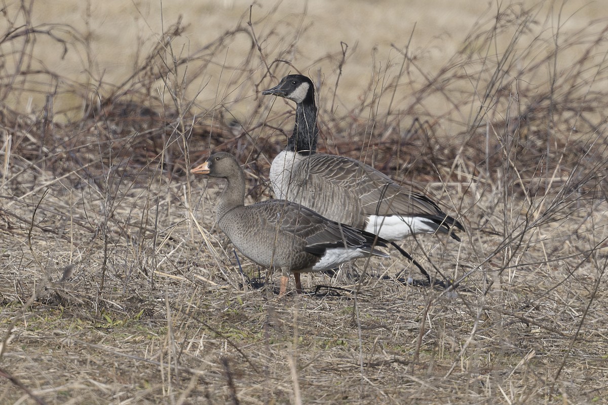 マガン - ML646795050