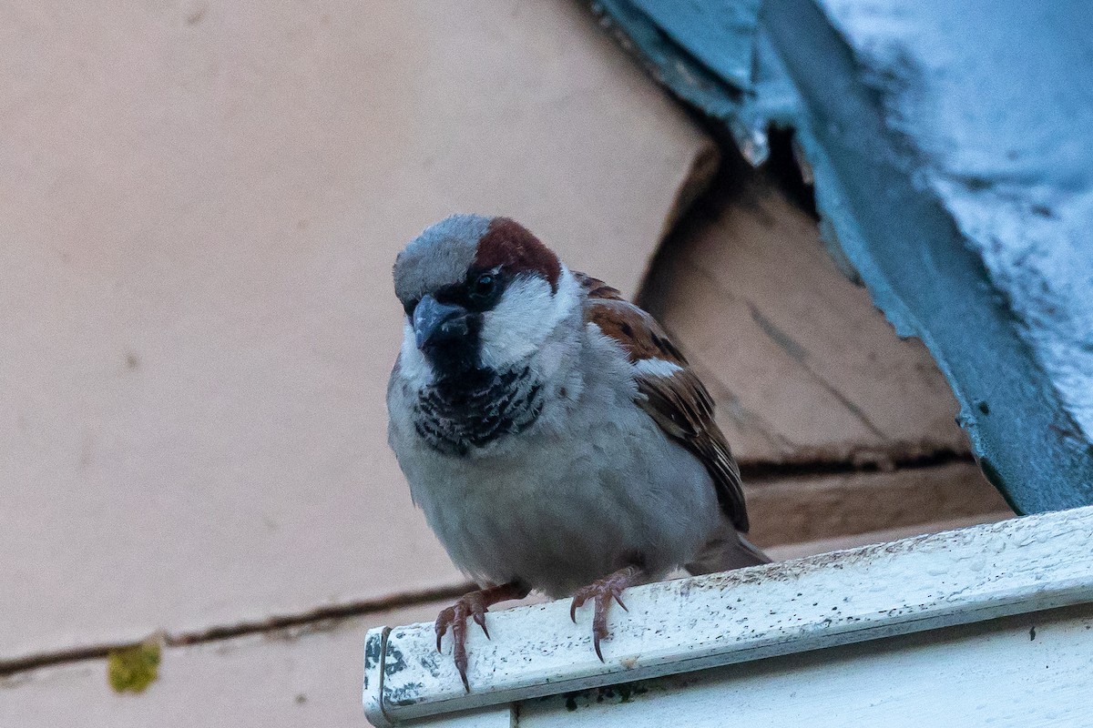 House Sparrow - ML646795053