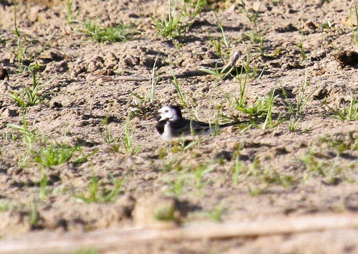 konipas bílý - ML646795058