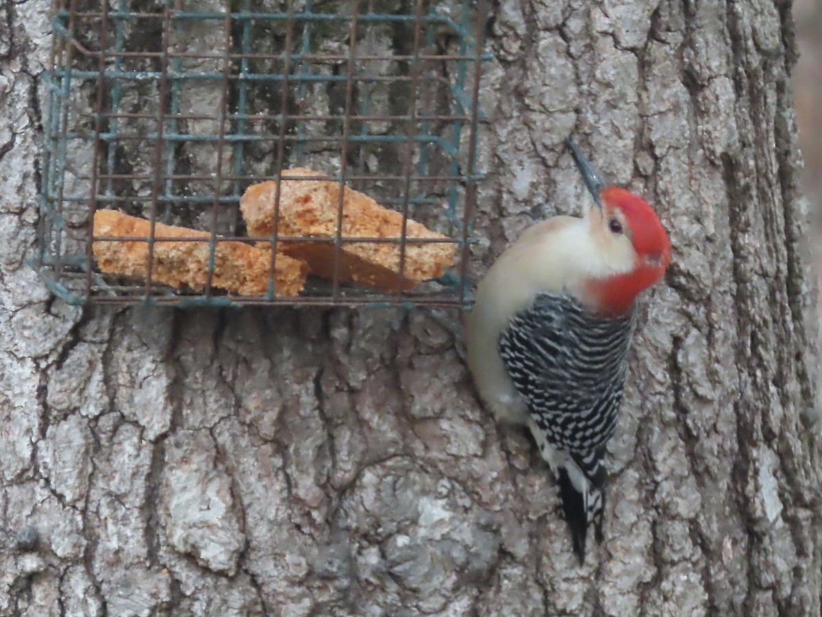Red-bellied Woodpecker - ML646795059