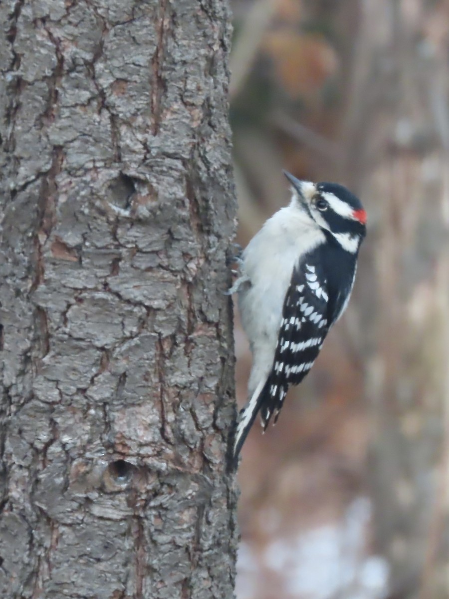 Downy Woodpecker - ML646795071