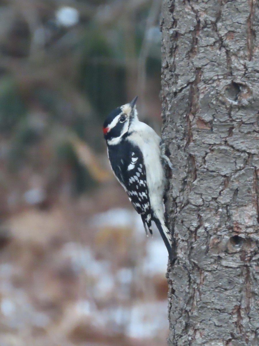 Downy Woodpecker - ML646795072