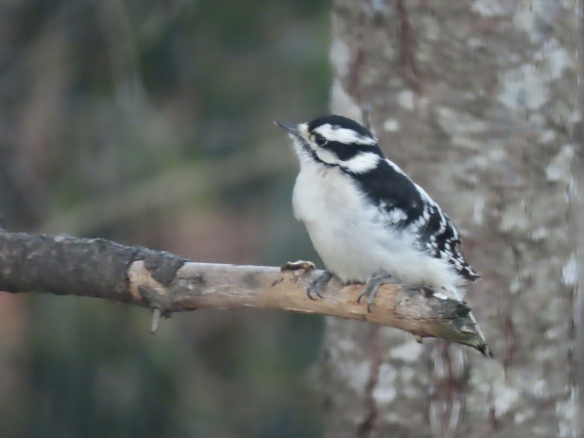 Downy Woodpecker - ML646795073