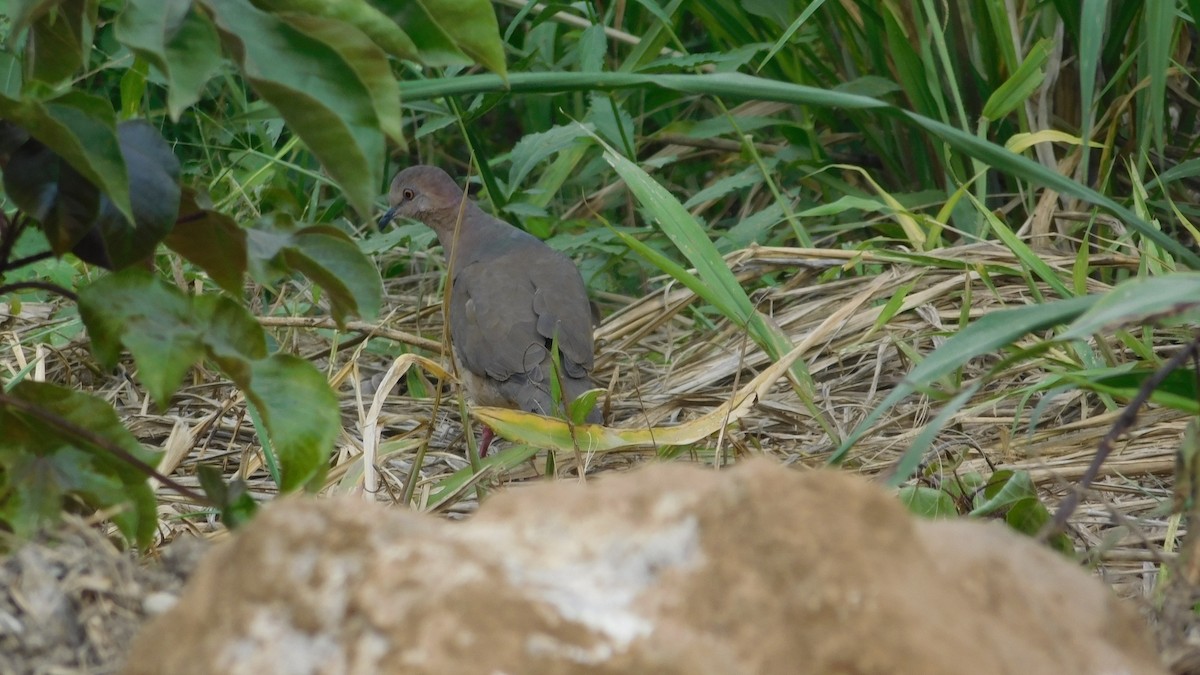 White-tipped Dove - ML646795074