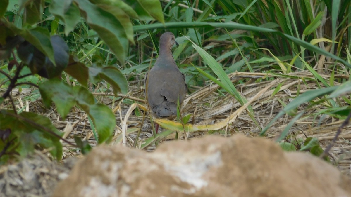 White-tipped Dove - ML646795075