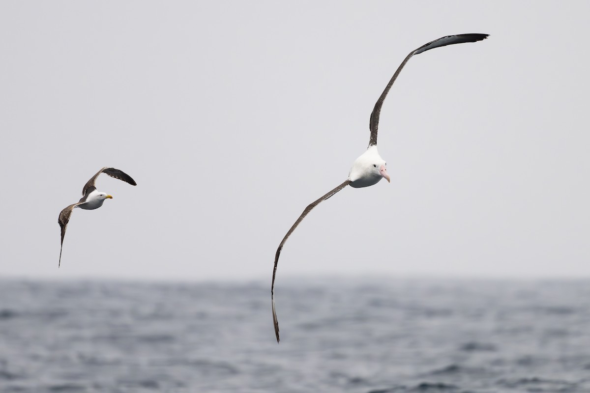 Northern Royal Albatross - ML646795078