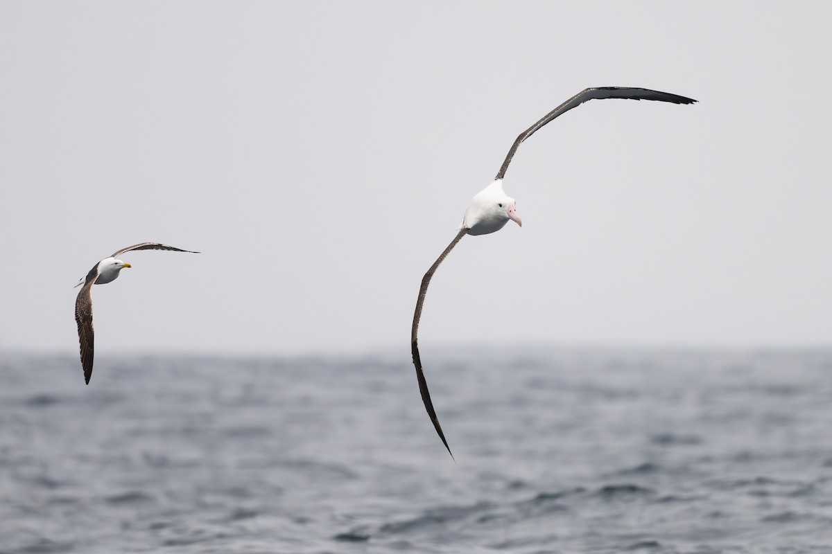 Northern Royal Albatross - ML646795079