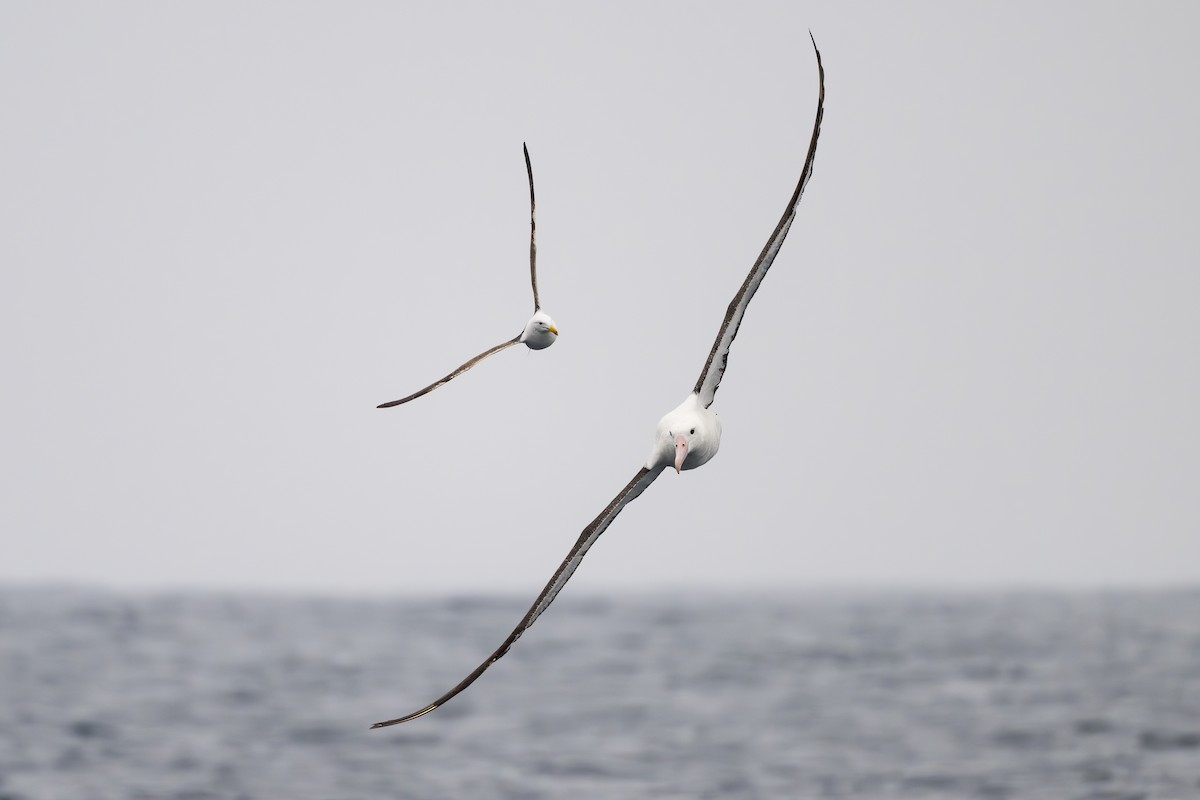 Northern Royal Albatross - ML646795080
