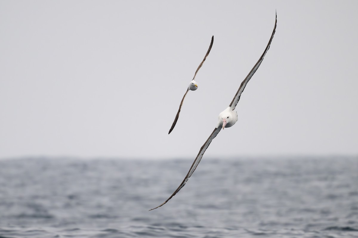 Northern Royal Albatross - ML646795081