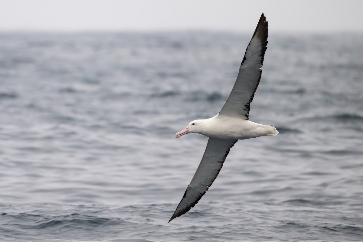 Northern Royal Albatross - ML646795082