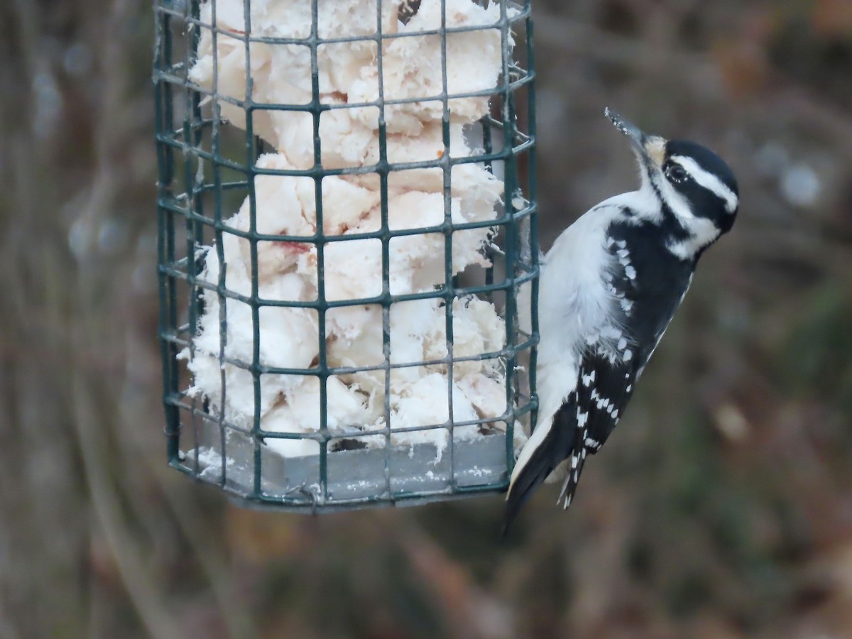 セジロアカゲラ - ML646795083