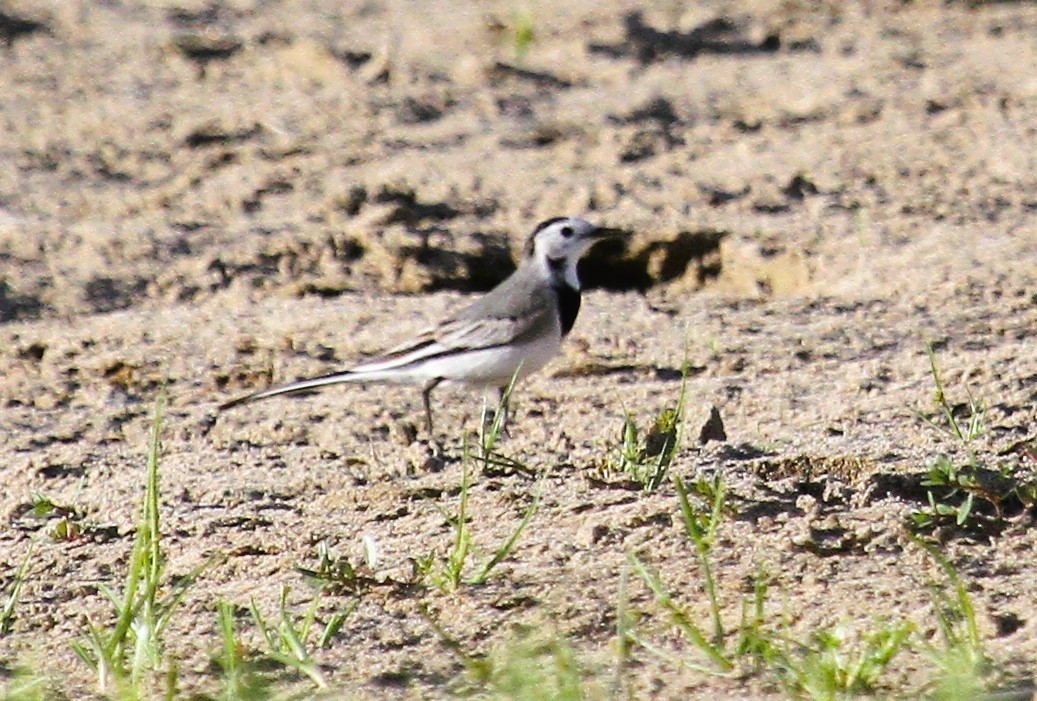 ハクセキレイ - ML646795084