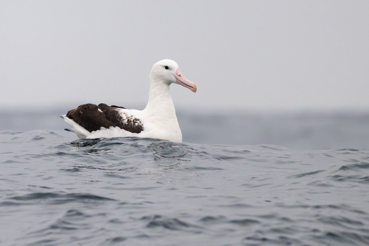 Northern Royal Albatross - ML646795085