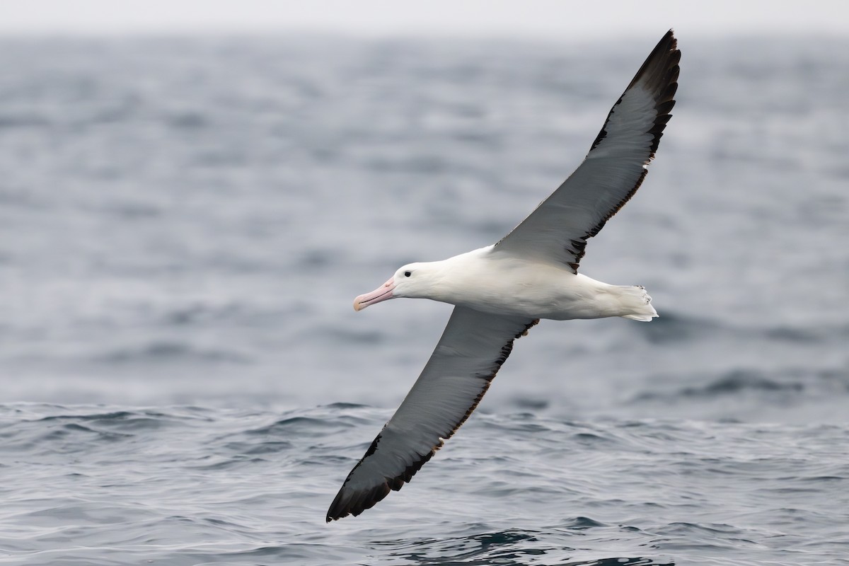 Northern Royal Albatross - ML646795086