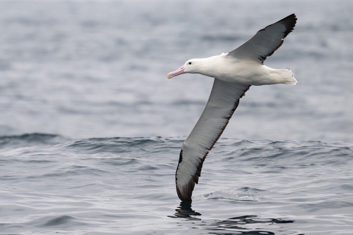 Northern Royal Albatross - ML646795087