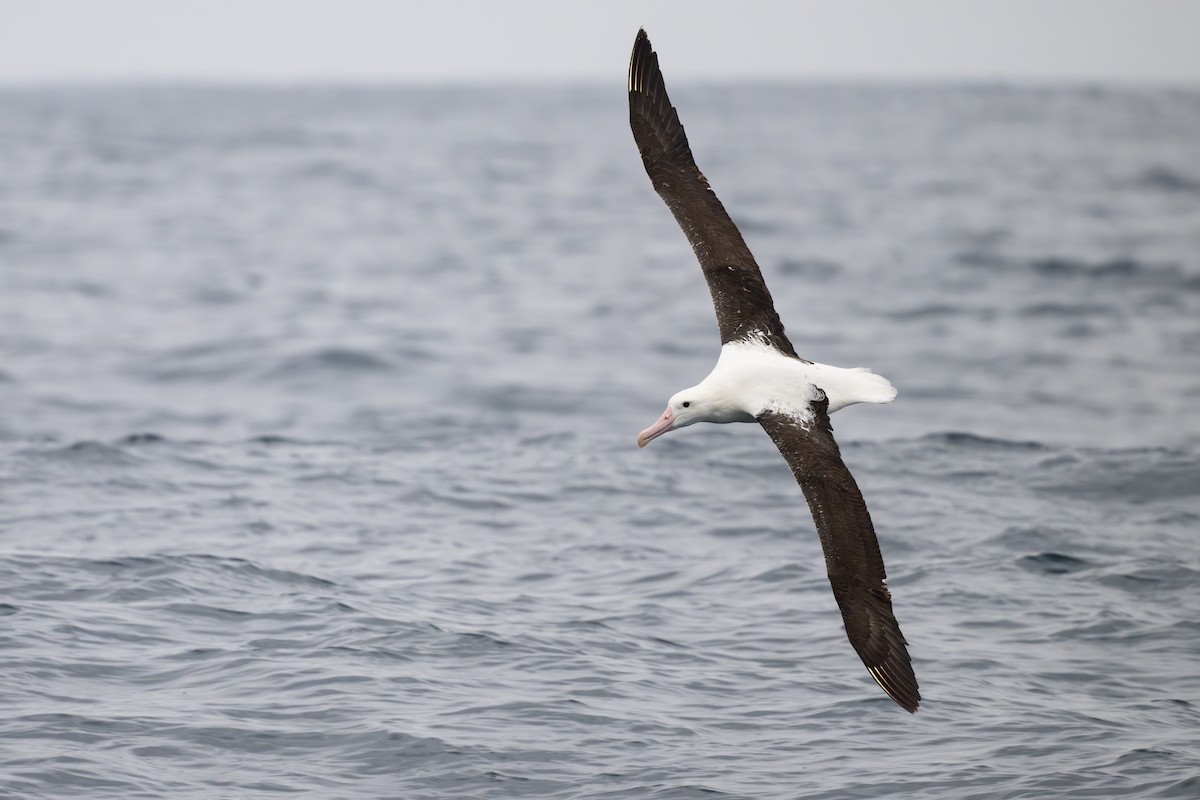 Northern Royal Albatross - ML646795088