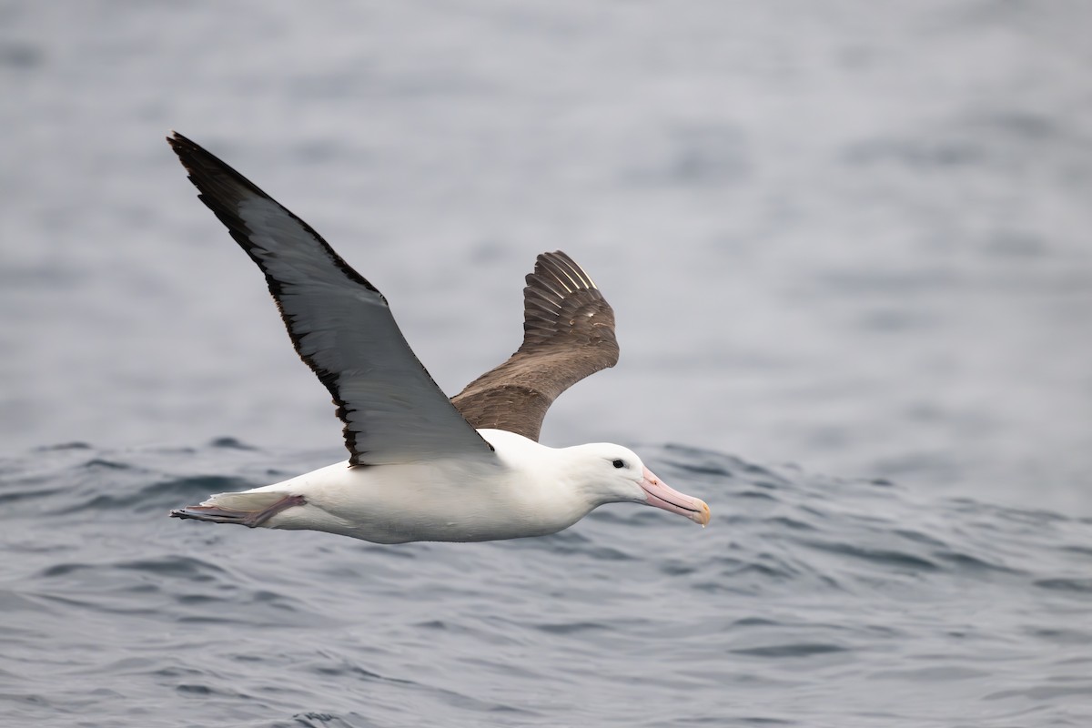 Northern Royal Albatross - ML646795089