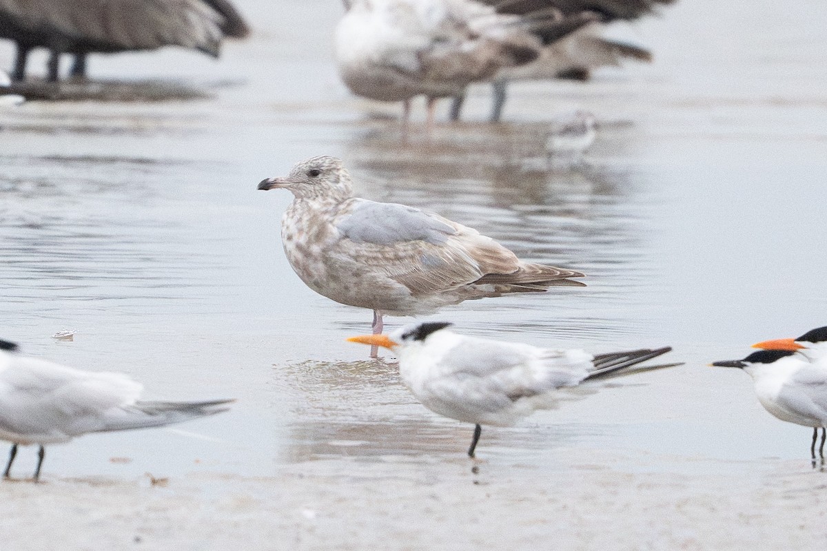 カモメ属 - ML646795090