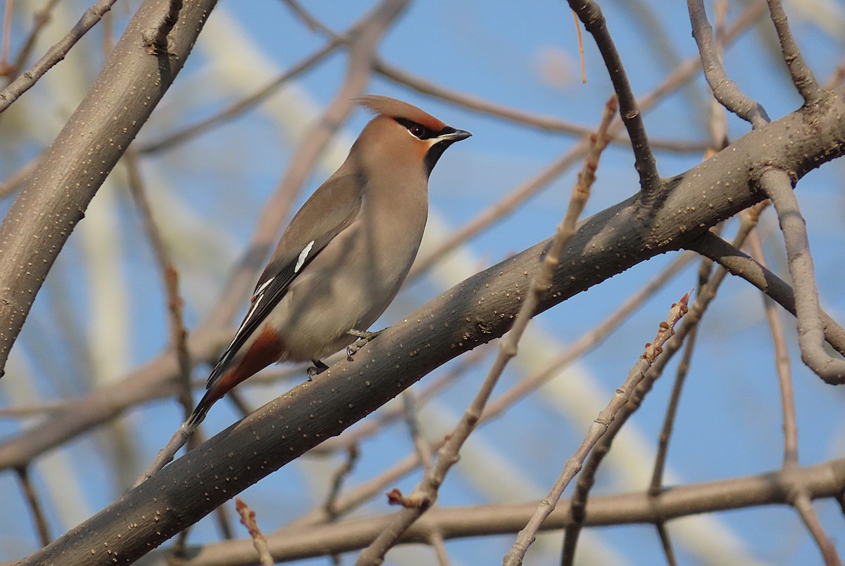 キレンジャク - ML646795093