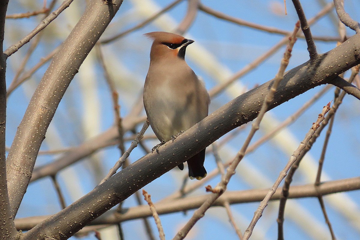 キレンジャク - ML646795094