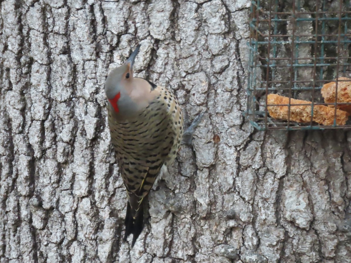 ハシボソキツツキ（auratus／luteus） - ML646795095