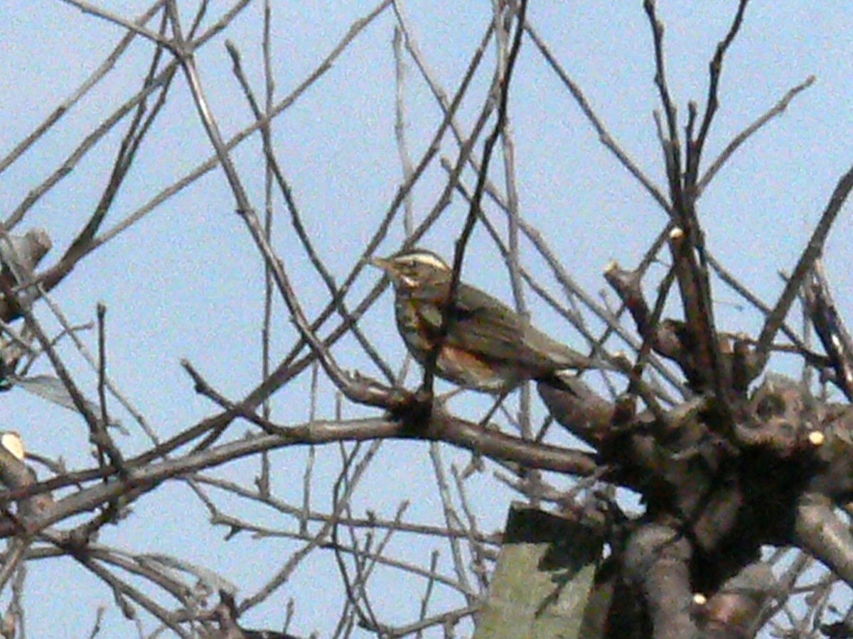 ワキアカツグミ - ML646795096