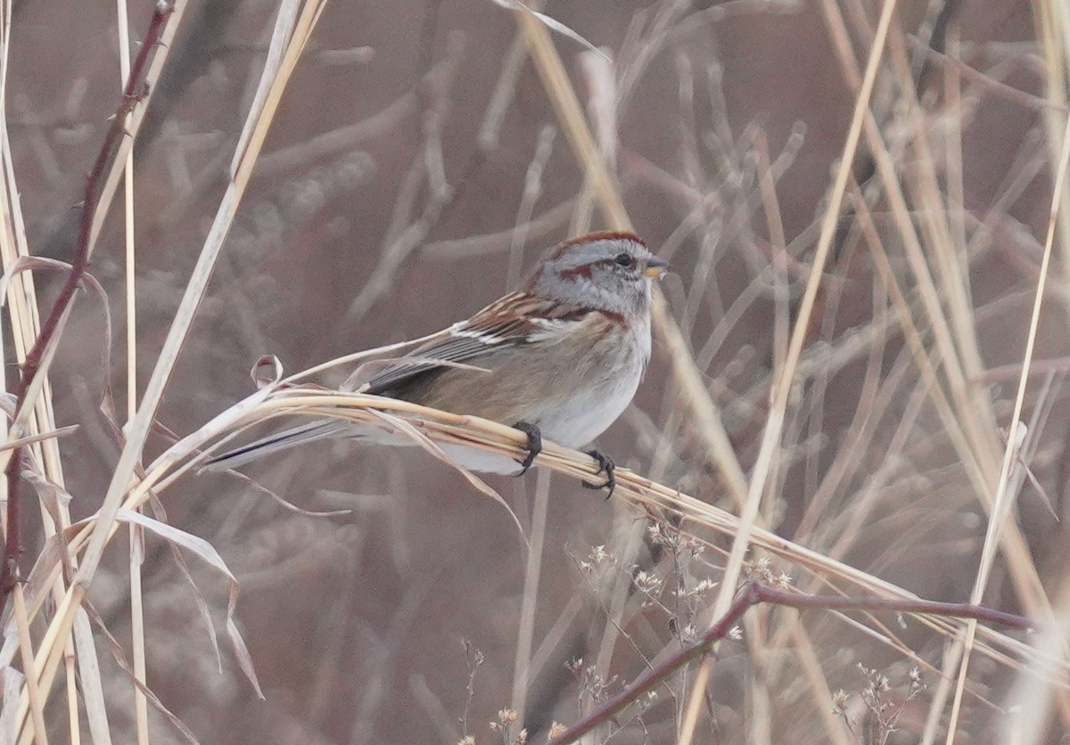 ムナフヒメドリ - ML646795097