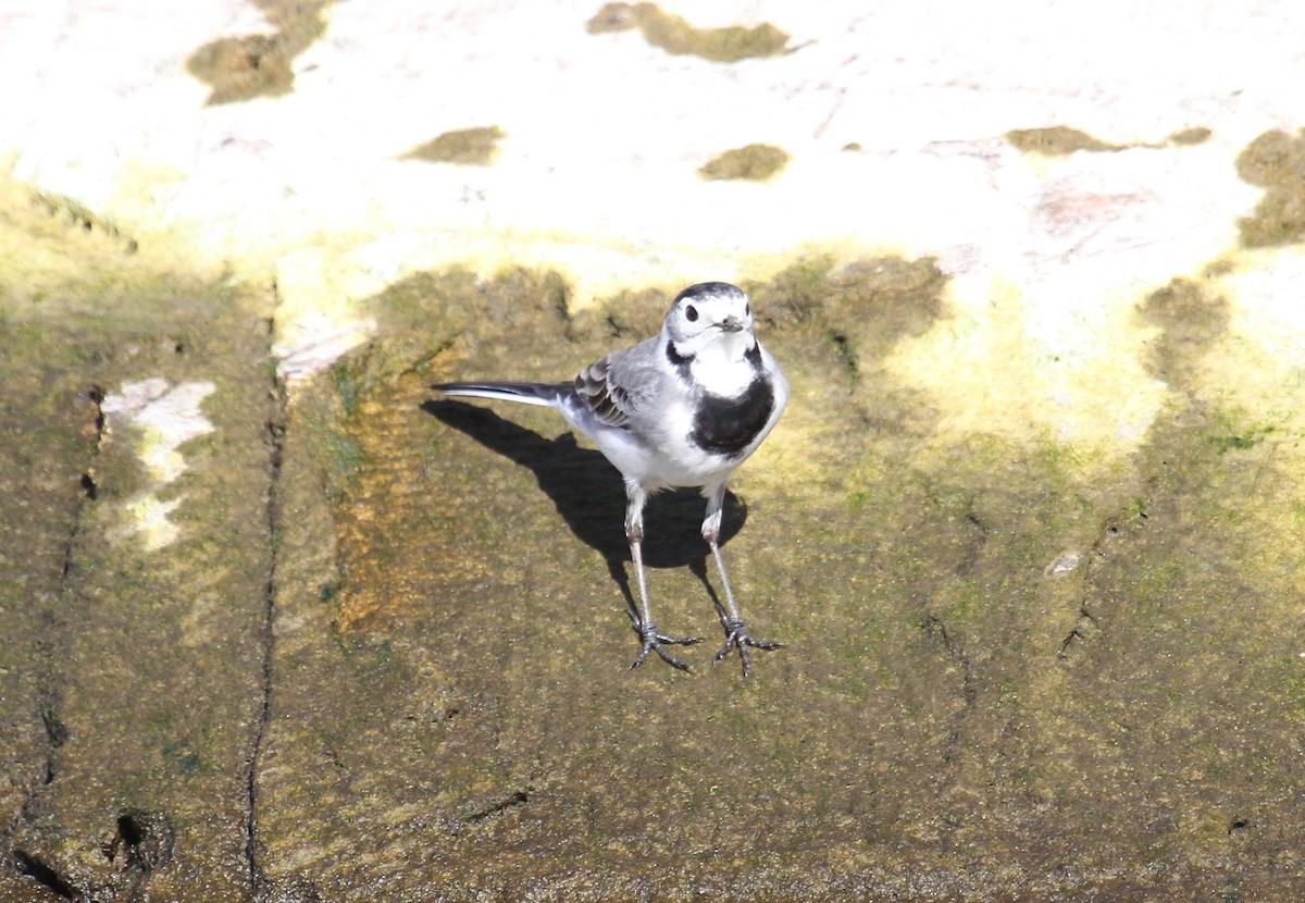 ハクセキレイ - ML646795098