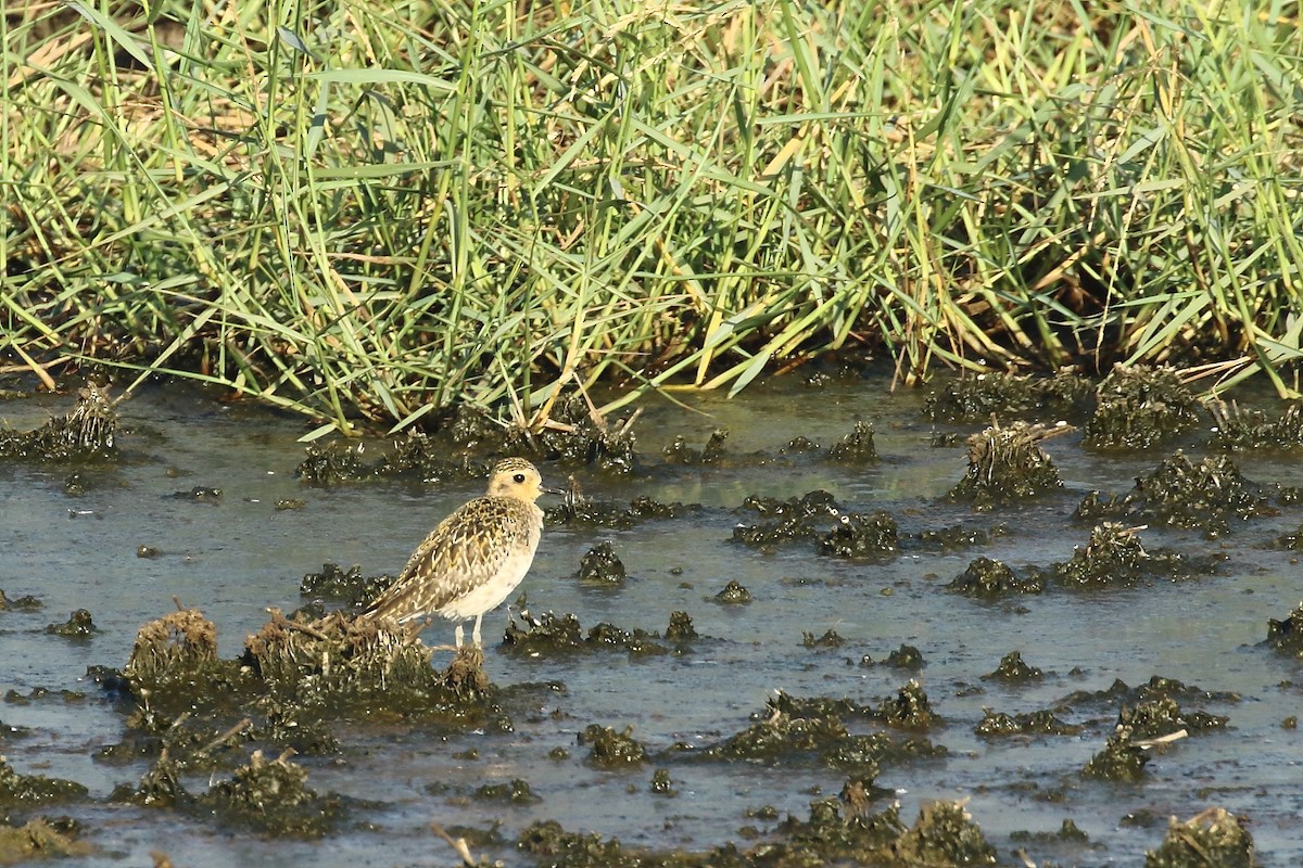 ムナグロ - ML646795099