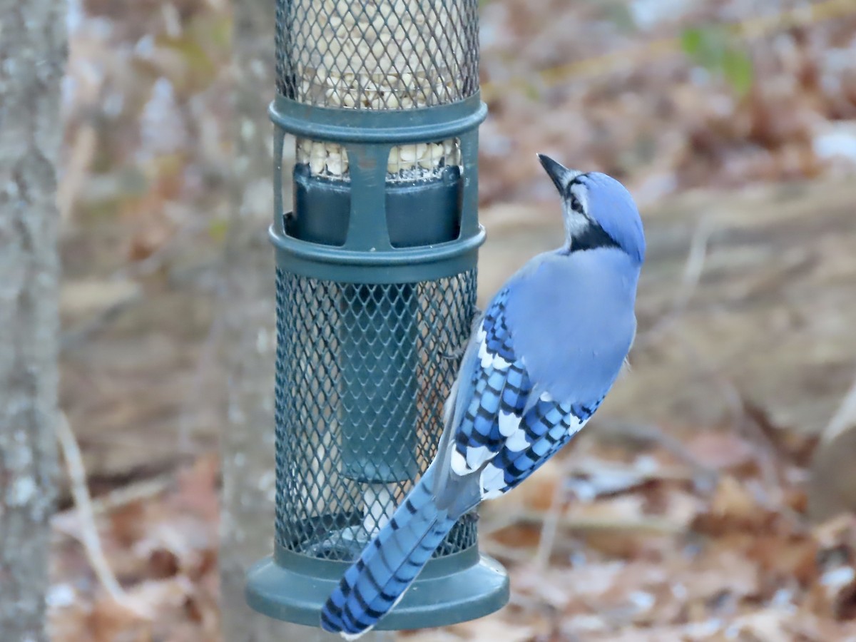 アオカケス - ML646795105