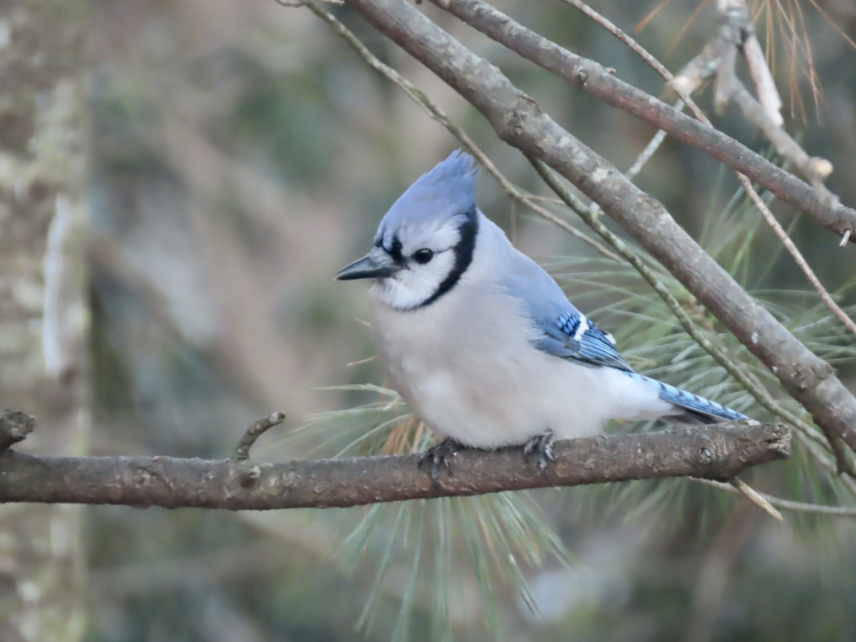 アオカケス - ML646795106