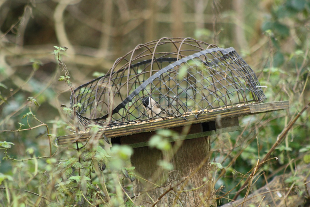 ハシブトガラ - ML646795108