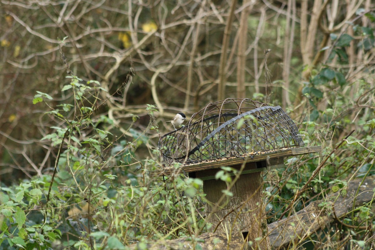 ハシブトガラ - ML646795109