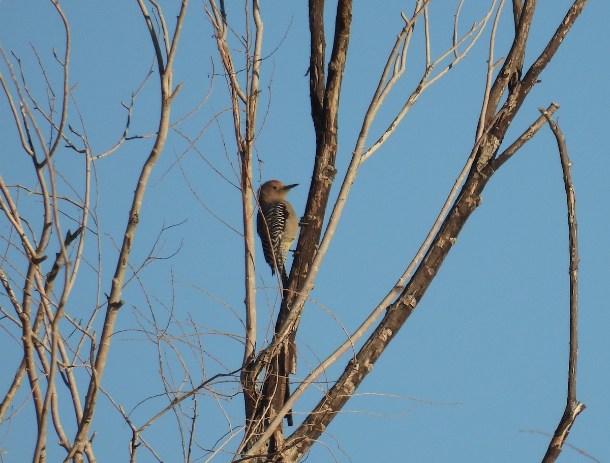 サバクシマセゲラ - ML646795110