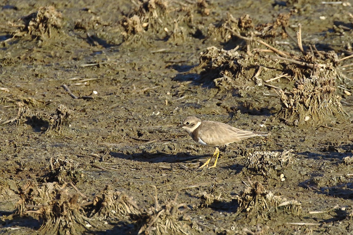 コチドリ - ML646795111