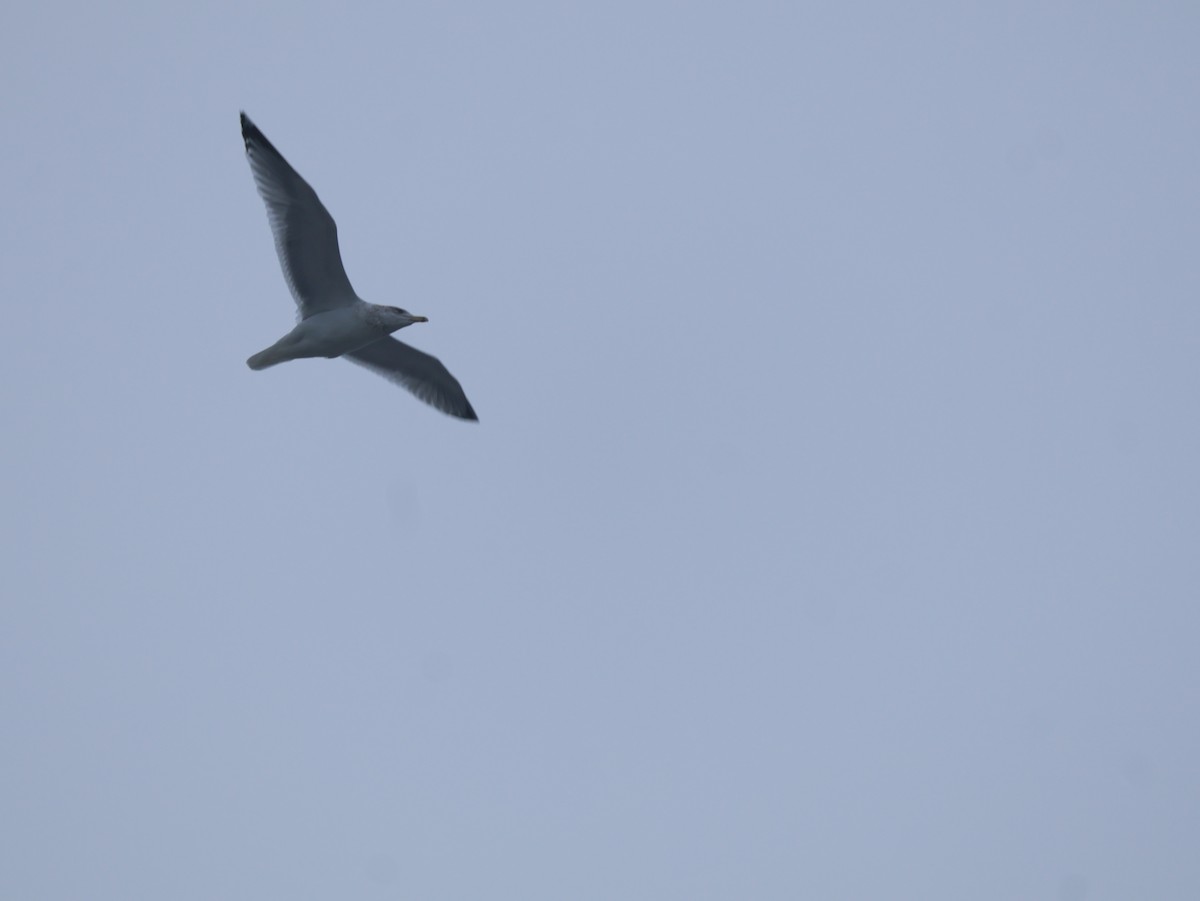 クロワカモメ - ML646795112