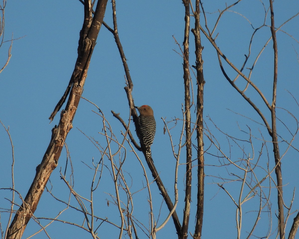 サバクシマセゲラ - ML646795113