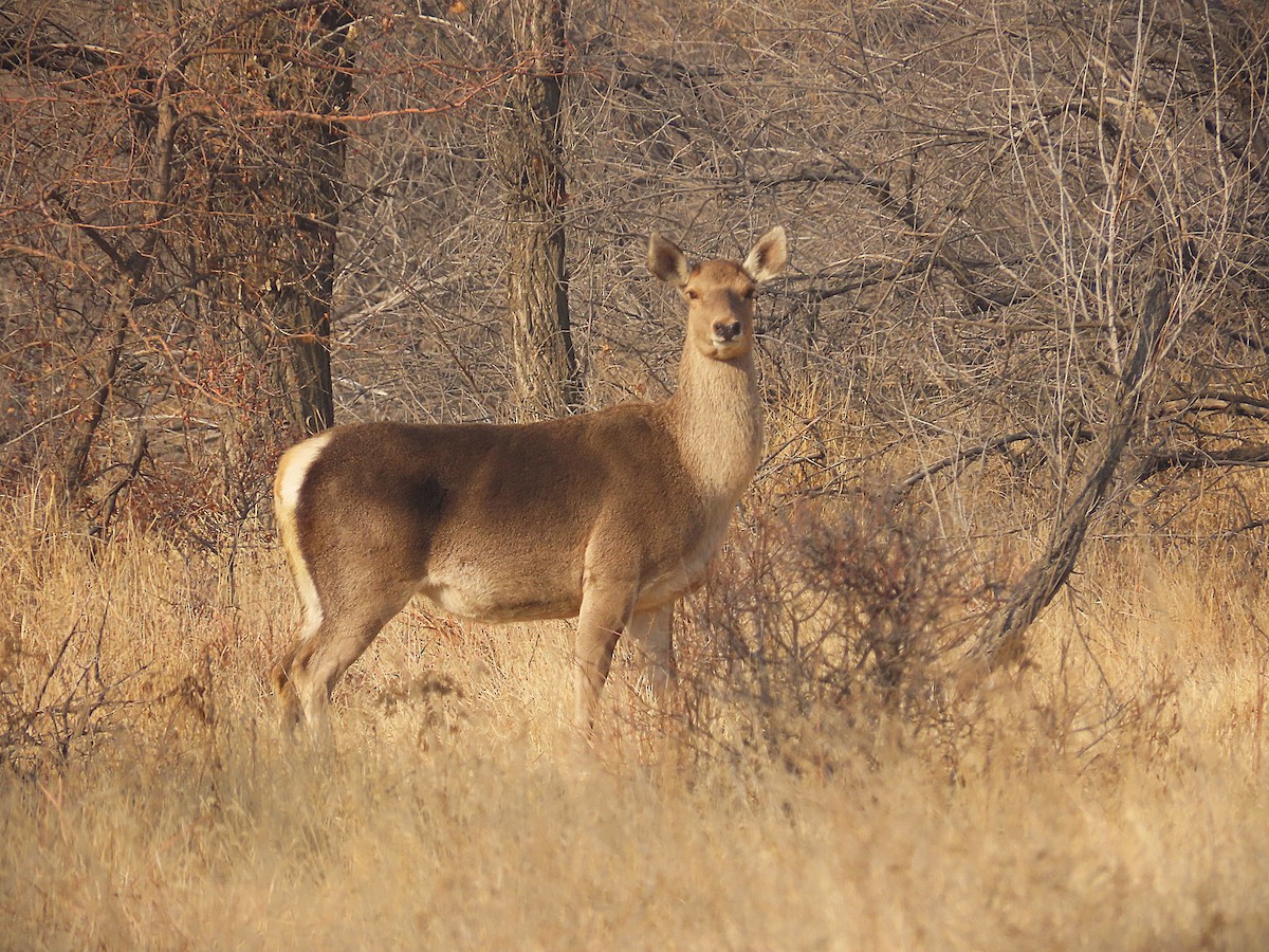 Jarkenthirsch - ML646795114