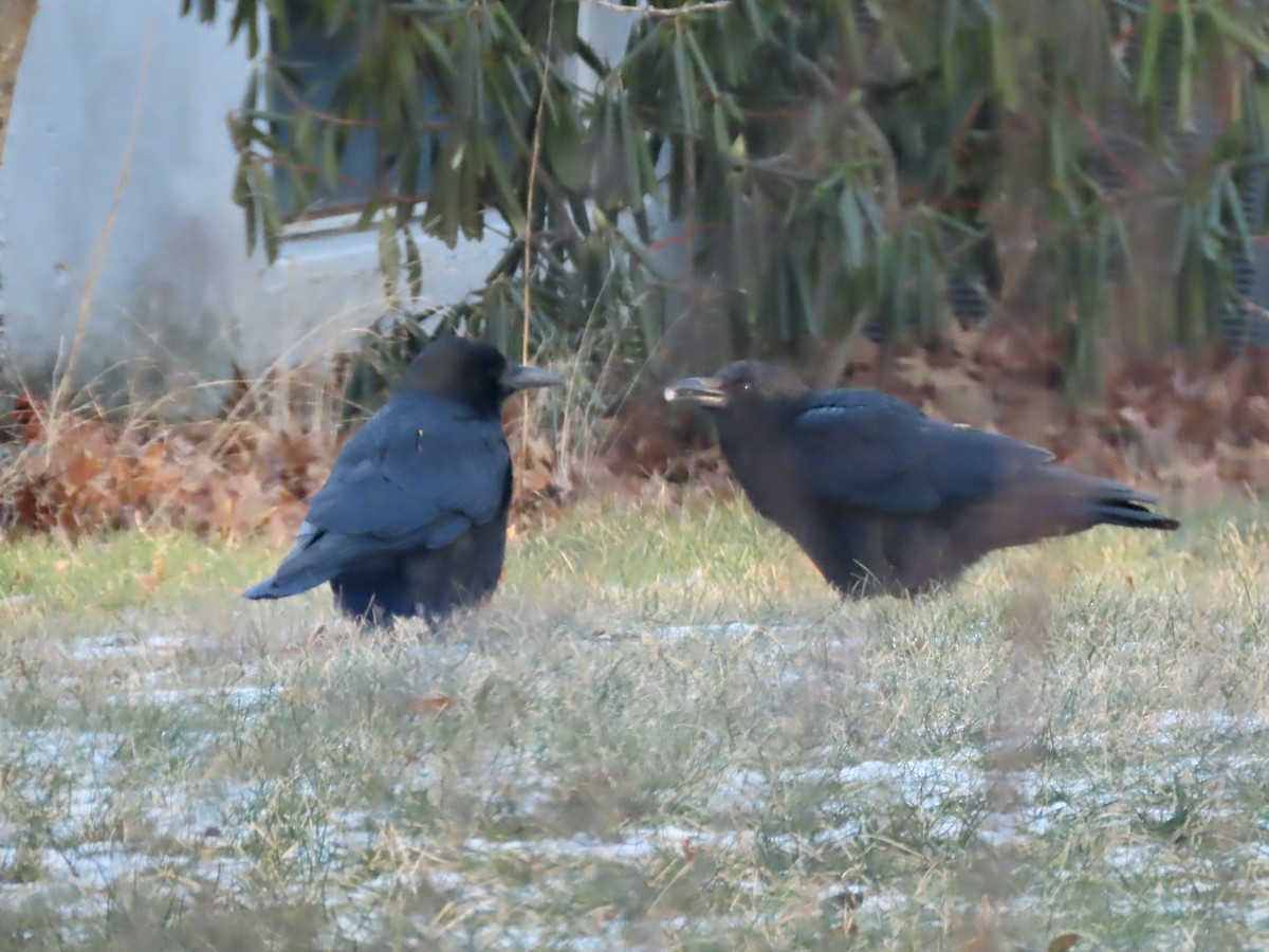 アメリカガラス - ML646795115