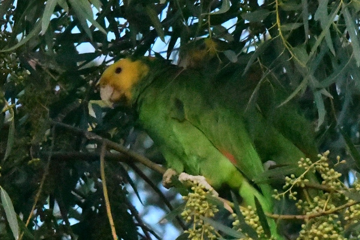 Yellow-headed Amazon - ML646795122