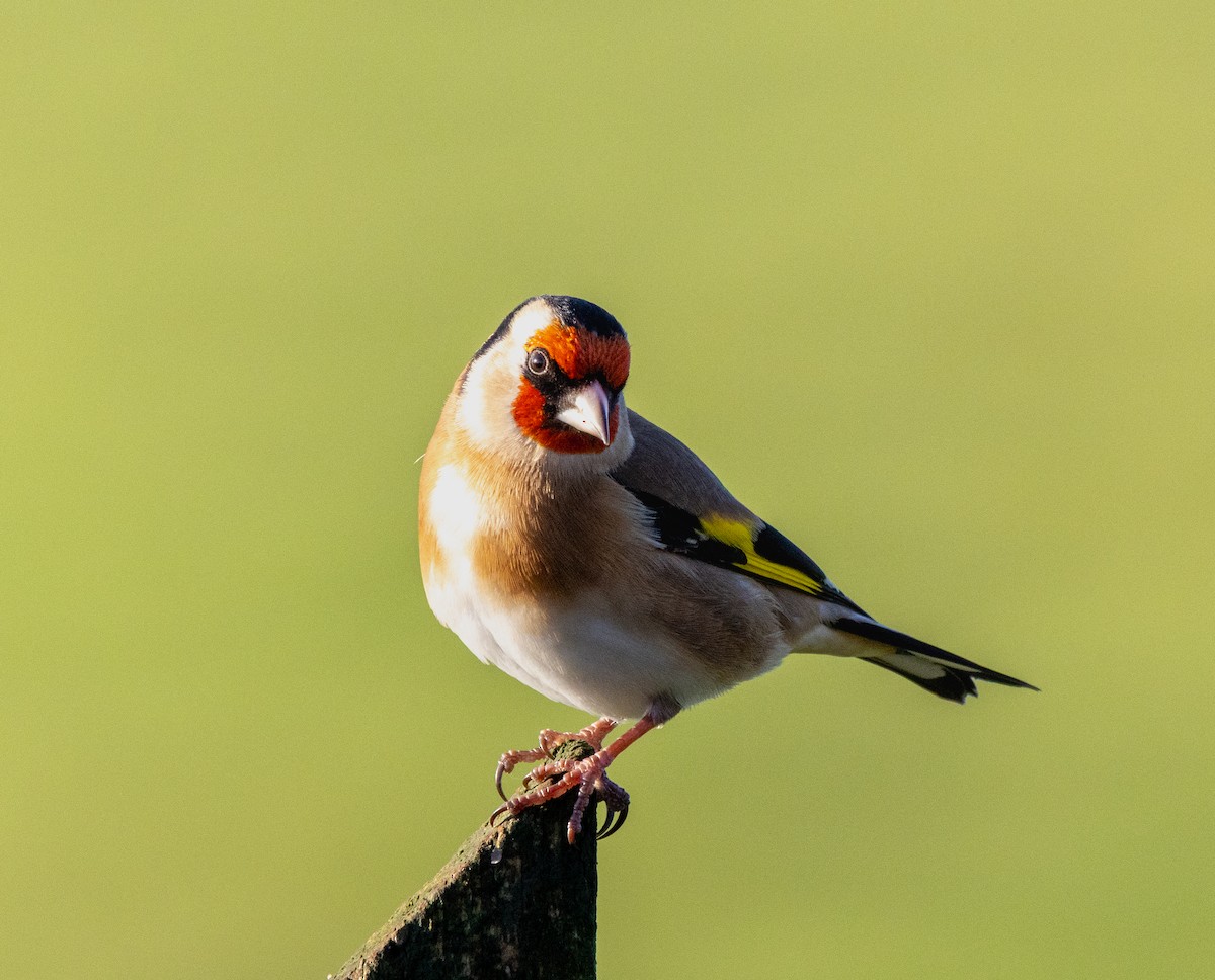 Щегол - ML646795125