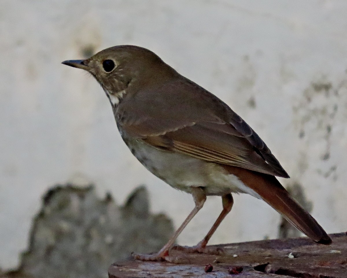 קיכלי חלוד-זנב - ML646795126