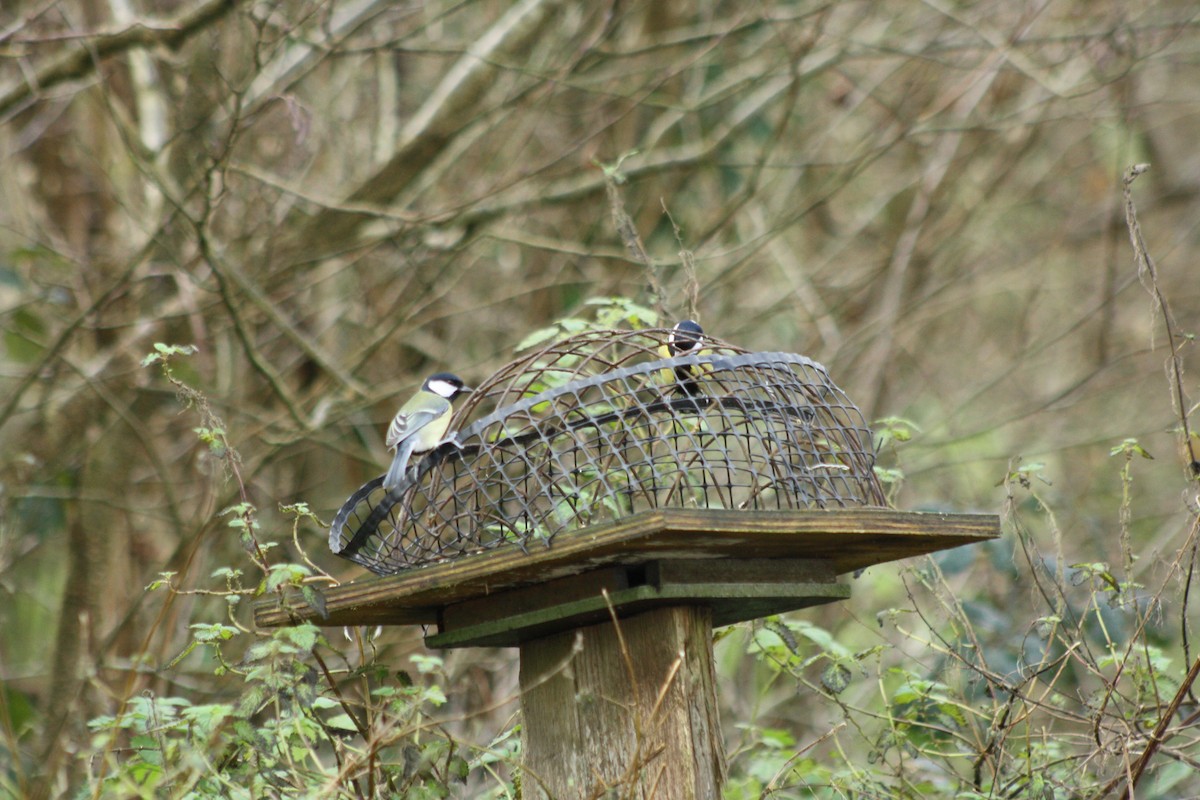 Синиця велика - ML646795127