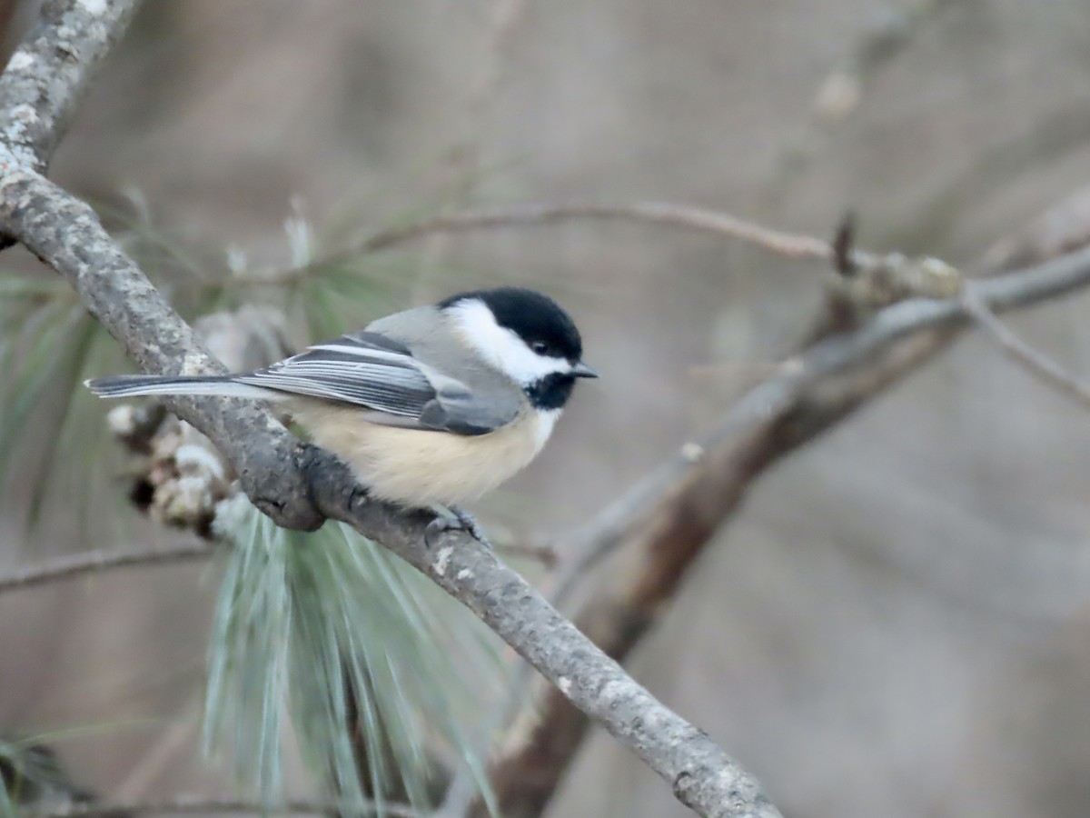 Black-capped Chickadee - ML646795131
