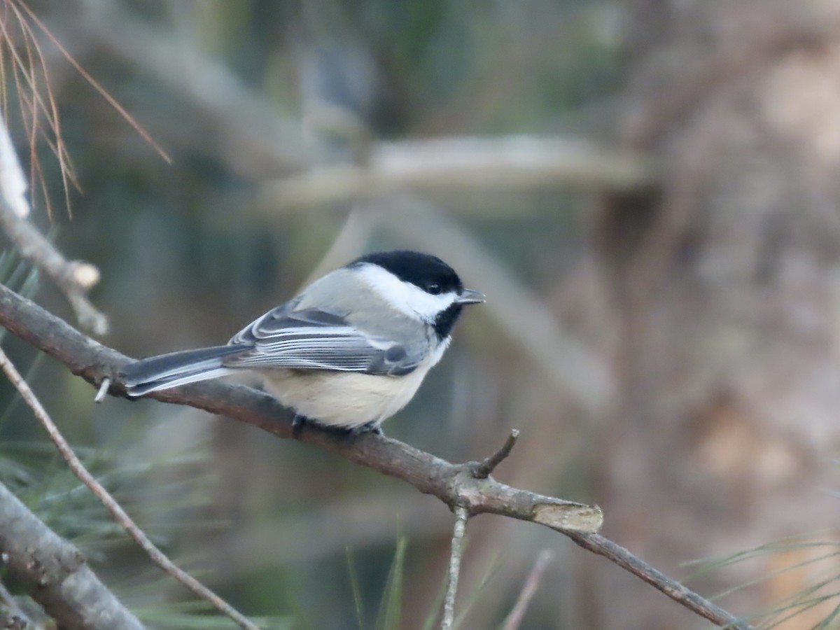 Black-capped Chickadee - ML646795132