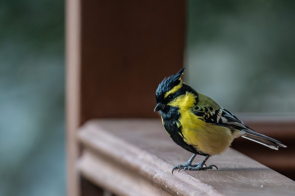 Himalayan Black-lored Tit - ML646795133